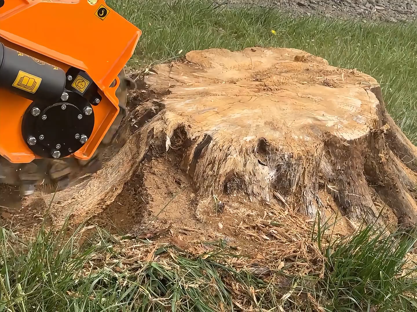 Stump grinder working on large tree stump