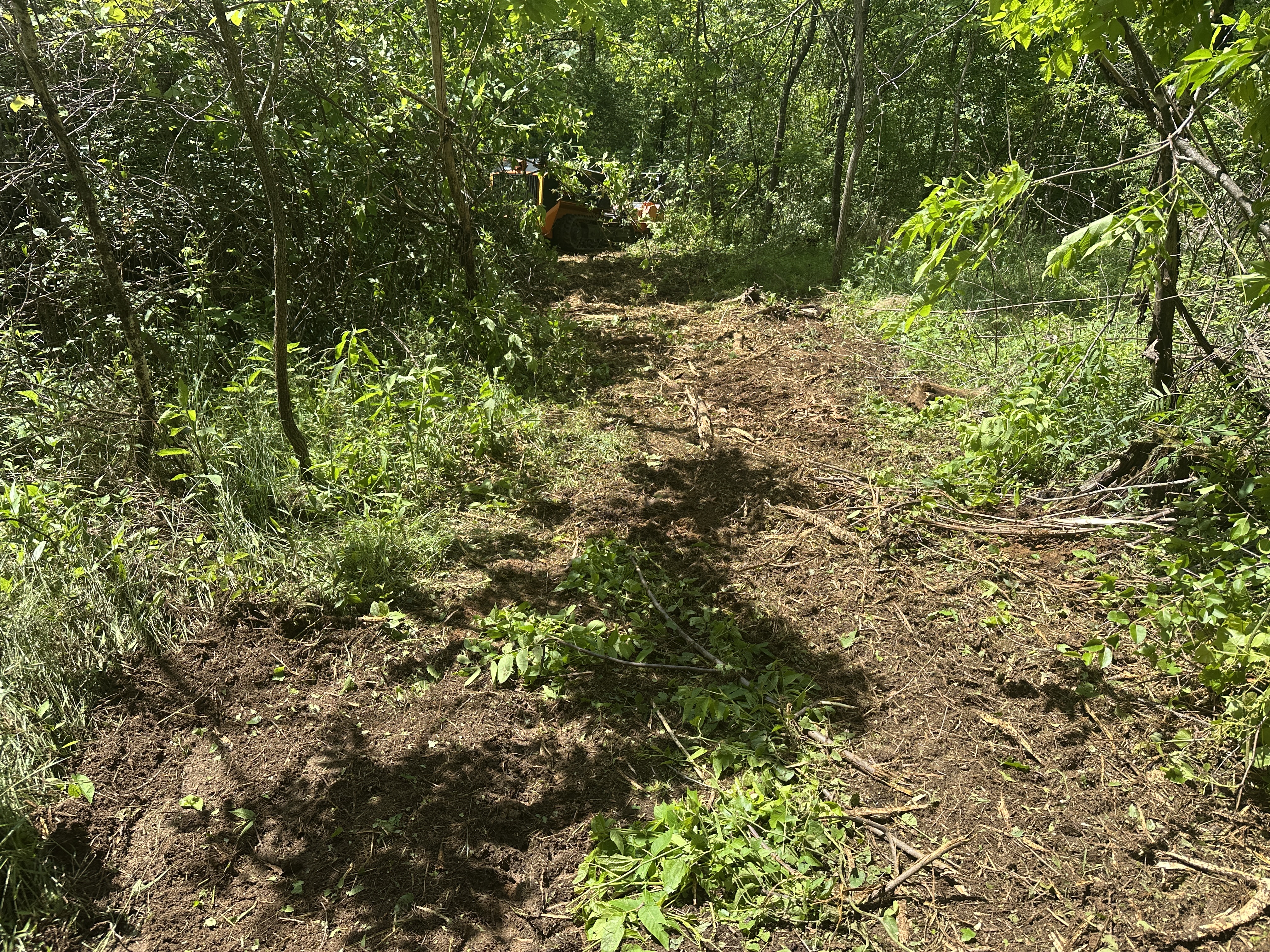 Cleared trail through forest showing mulching result